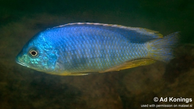 Mylochromis mollis 'Chimwalani Reef'
